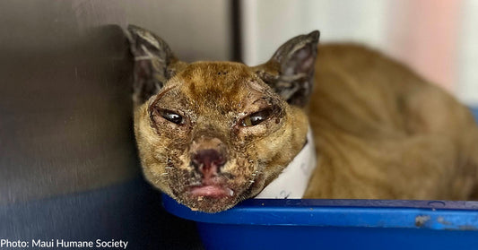 Scorched Maui Cat Has A Long Road To Recovery And Needs Your Help