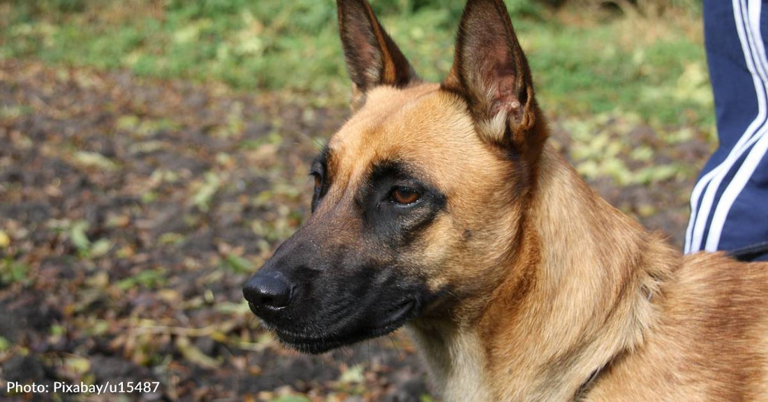 Family Calls Dog Warden And Reports Their Own Dog As A Stray