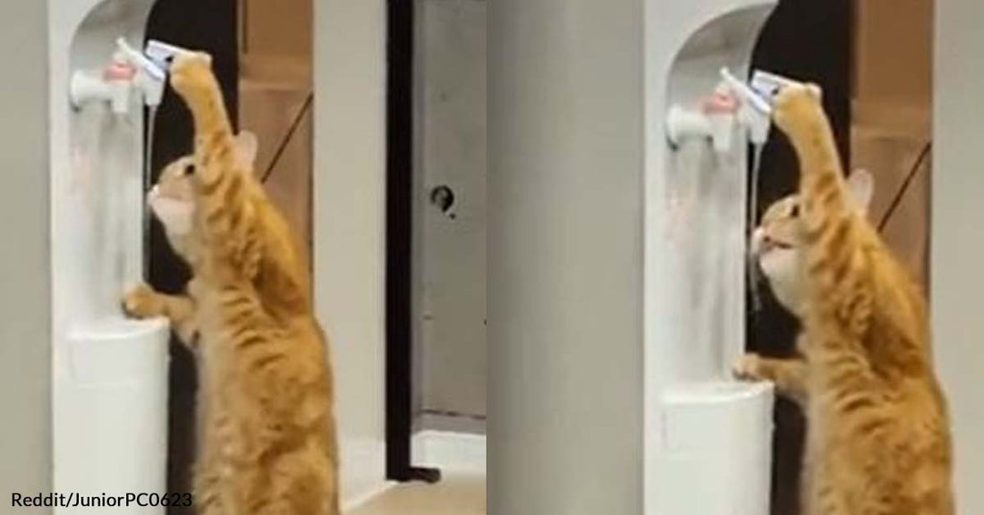 Smart Feline Quenches Its Thirst Through a Water Dispenser