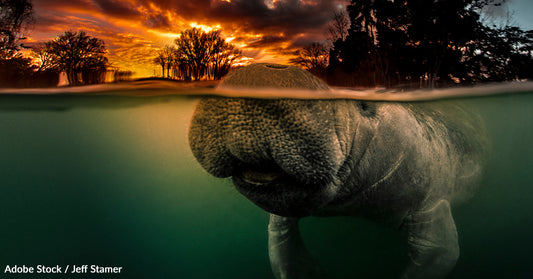 See How Your Donations Are Making A Difference By Protecting Manatees From Extinction