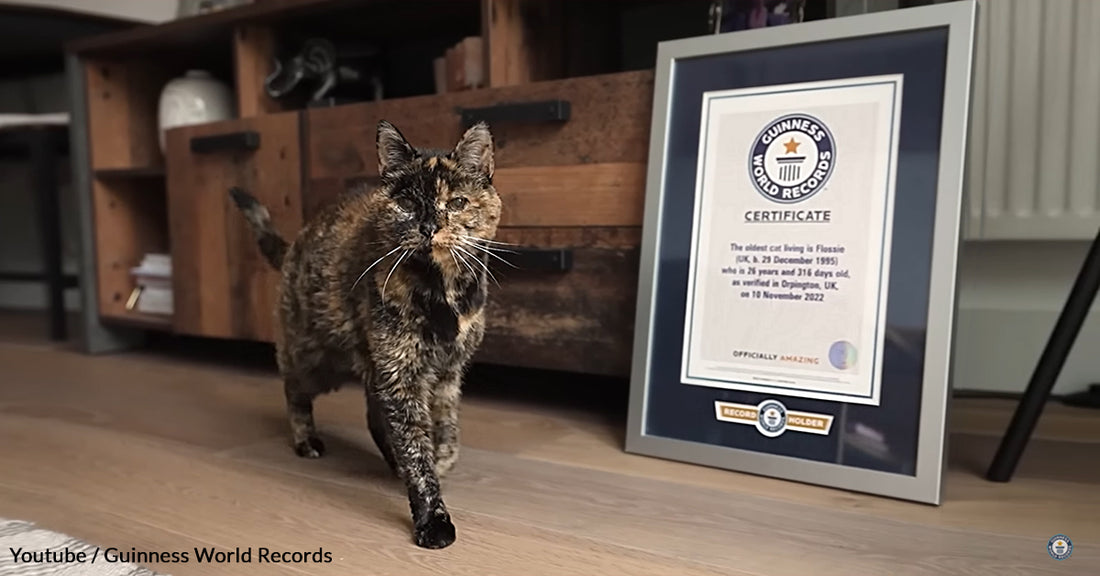 Guinness World Records Recognizes Flossie As The World’s Oldest Living Cat