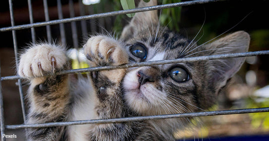 Handyman Discovers  Nearly 80 Starving, Neglected Cats In Foreclosed Home