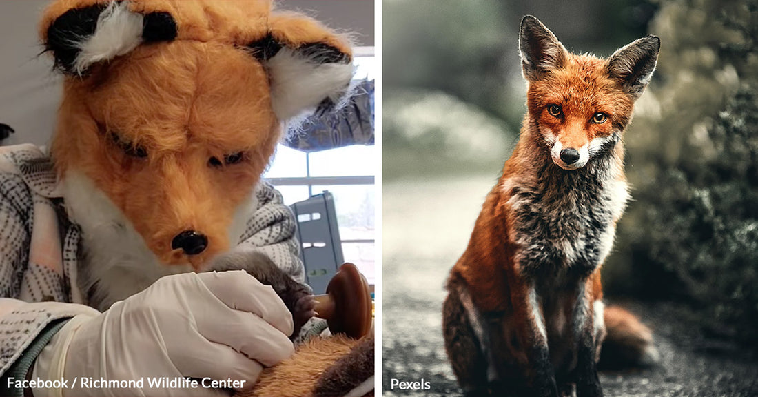 Wildlife Heroes Use Cunning Disguise to Save Orphaned Kit from the Brink