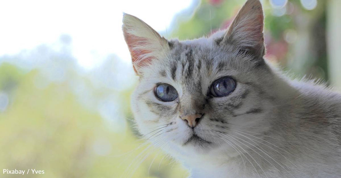 Resident Cat Provides Comfort in Retirement Community's Health Center