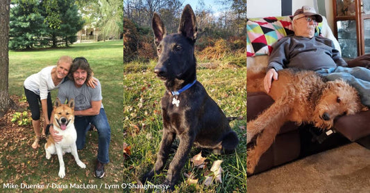 Three Loving Dogs Help Their New Families Heal From the Loss of Their Prior Pets