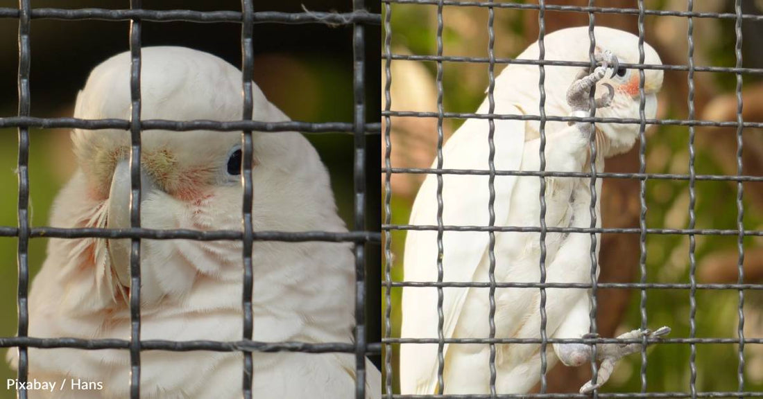 Goffin's Cockatoos Able to Use Tool Set to Access Their Snacks