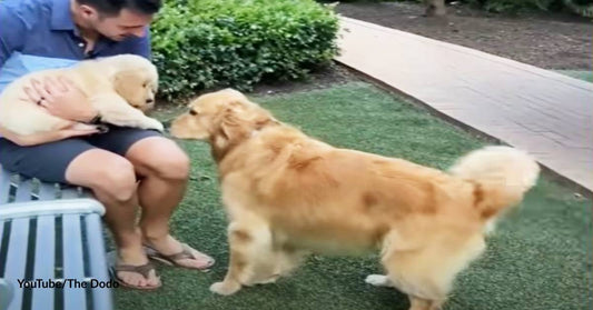 Here's How How This Jealous Golden Retriever Learned to Love Her New Little Sister