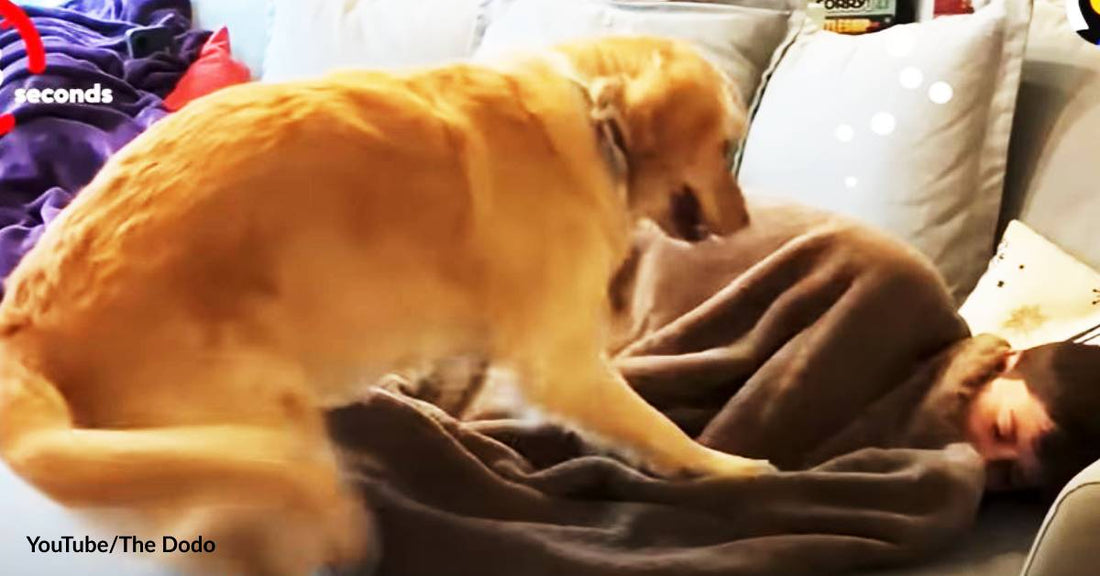 Golden Retriever Can't Quit Playing Hide and Seek with His Owners