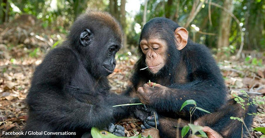 Research Suggests That Gorillas And Chimpanzees Can Be Labeled As “Friends With Benefits”