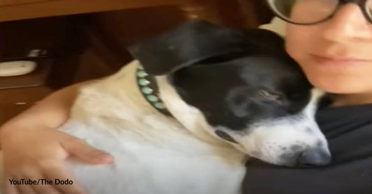 A Rescue Puppy Comforts and Cheers Up a Dog Who Lost His Sister