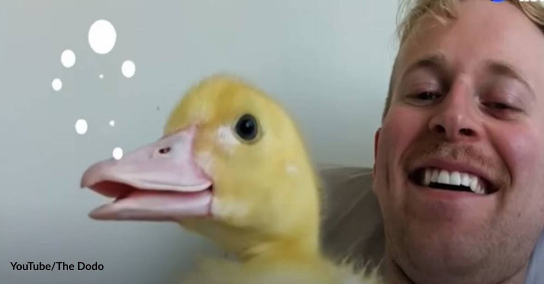 Man Rescues Duckling and Then Fights to Save Her from Euthanasia