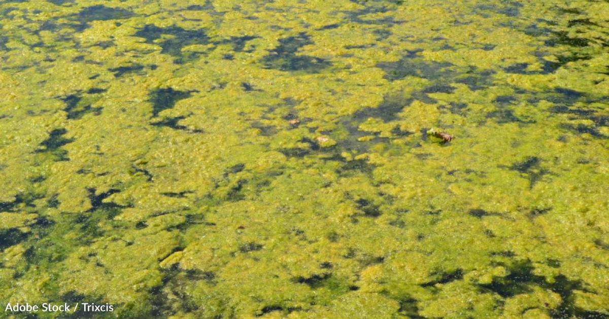 New CDC Report Shows Harmful Algal Blooms Are Making People and Animal ...