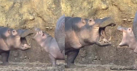 Hippo Siblings Engage in a Hilarious Yet Adorable Quarrel in Cincinnati Zoo