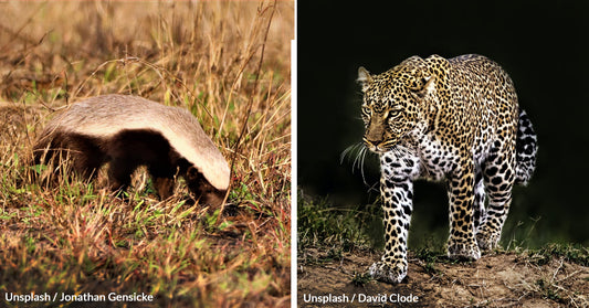 Single Honey Badger Easily Fights Off 3 Big Cats In Viral Video