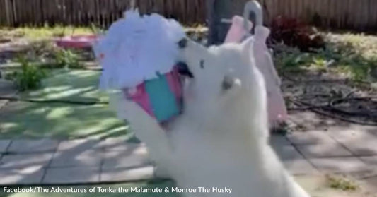 Siberian Husky Has a Blast Cracking Open Her Birthday Piñata