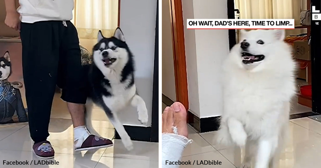 Husky And Samoyed Duo Mimics Their Injured Owner In The Most Adorable Way Possible