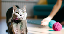 A grey cat stretching in sunlight with yarn nearby.