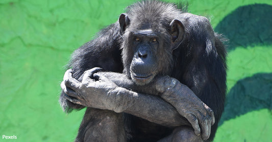 Keepers at Kazkova Dibrova Zoo Risk Lives to Protect Animals After Flood Kills Hundreds