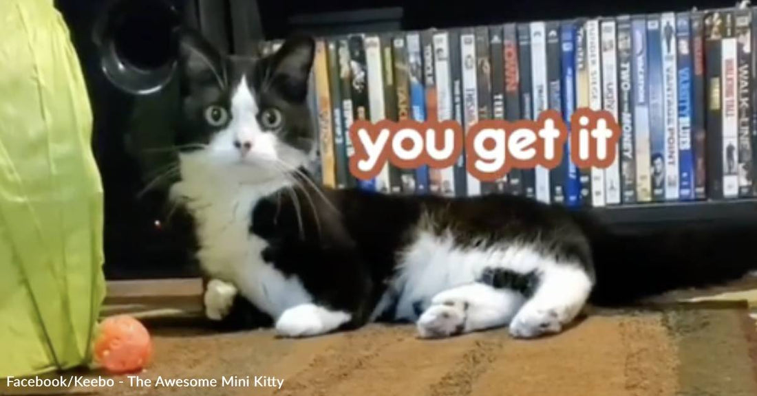 Kitty with Radial Aplasia Adorably Defends Her Home Against an Enemy Bug