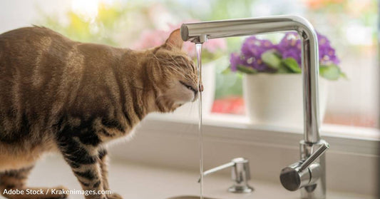 How to Keep Your Dog, Cat, Rabbit, and Other Pets Hydrated