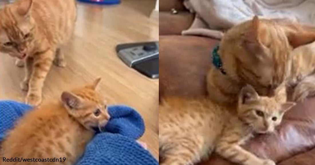 A Cat Funnily Went Through Different Phases of Emotion After Meeting Its Kitten Sibling