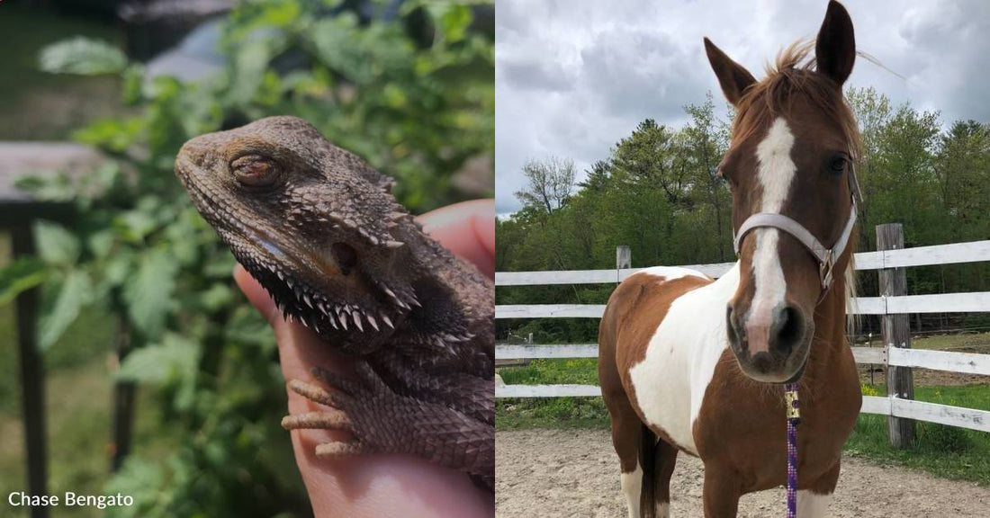 A Neglected Bearded Dragon and Horse Had Rough Beginnings, But Healed Up with a Volunteer's Love