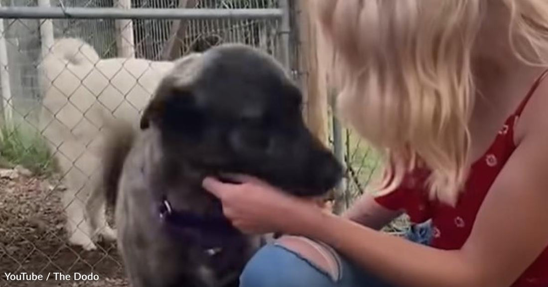 Lost Dog Sees Her Real Mom and Can't Believe It