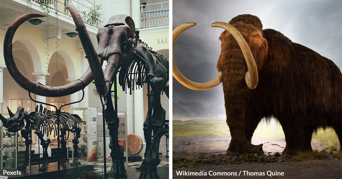 Woolly Mammoth Resurrection Could Rewrite Rules of Life and Death