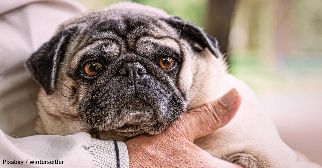 Man Gets Something Unexpected When He Tries to Return Dog Food