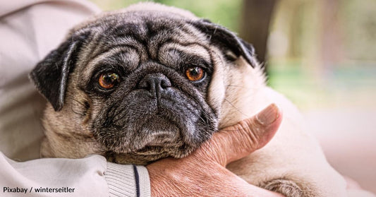 Man Gets Something Unexpected When He Tries to Return Dog Food