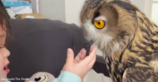 Owl Loves Playing with Human Sisters and Picking Them Up from School