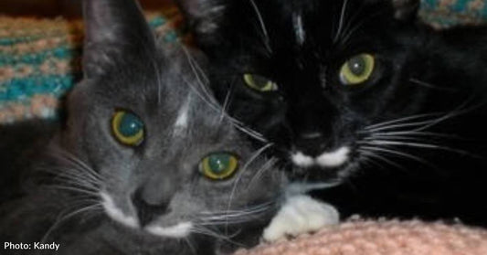 Two Mustachioed Littermates Convince Couple They Need to Be Adopted Together
