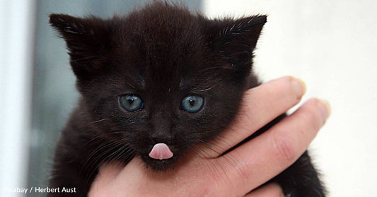 Kitten Rescued From Middle of Road, Brought to Vet with Head Injuries
