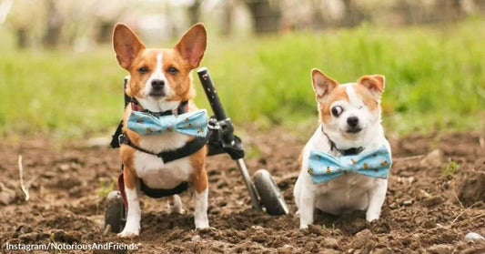 Paralyzed Rescue Dog, Notorious, and Her Blind Buddy, Shady, Prove that Rescue Pets Are Worth It