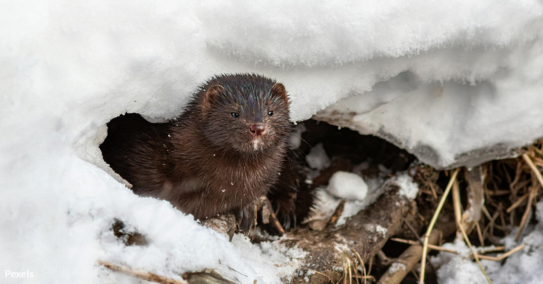 Fisher Sightings Stir Hope as Long Lost Species Returns to Ohio