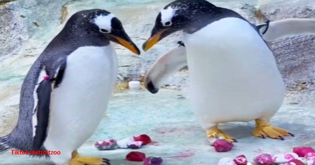 Male Penguin Woos a Prospective Mate with a Pebble