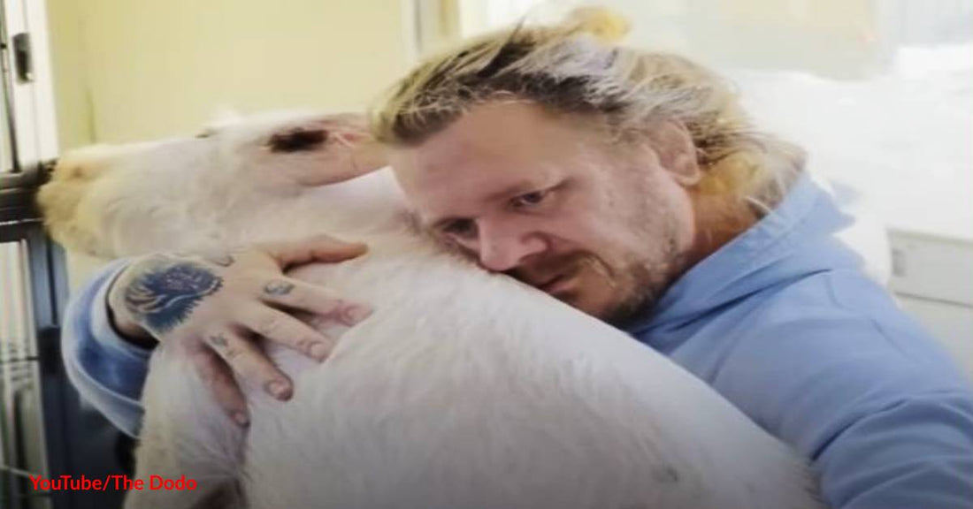 How Do You Get a Lovable Rescue Pig to Sleep? Give Her a Kiss and a Dozen Warm Blankets