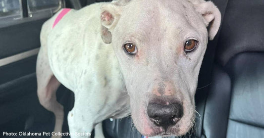 Pit Bull Needs Multiple Surgeries To Survive After Dog Fight