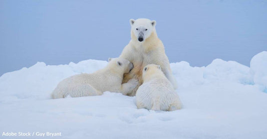 Their Swims Can Last for Days, and Other Interesting Facts About Polar Bears