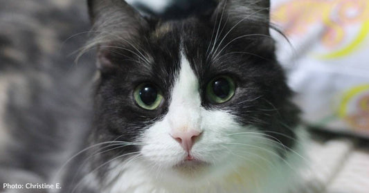 Woman Decides to Adopt Cat with Cerebellar Hypoplasia the Second She Meets Her