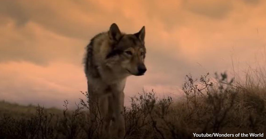 Elderly Woman Unknowingly Adopts a Wolf Pup Who Later On Saves Her From Dangerous Men