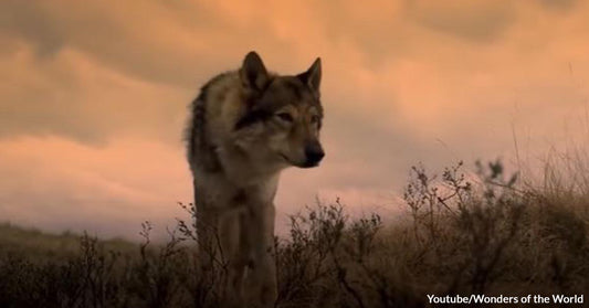 Elderly Woman Unknowingly Adopts a Wolf Pup Who Later On Saves Her From Dangerous Men