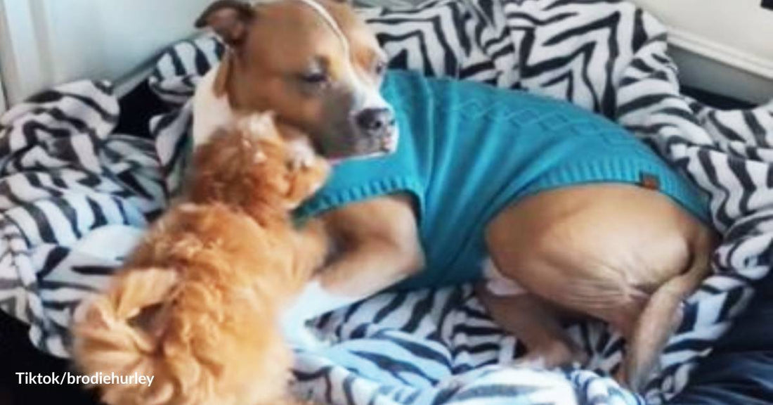 Rescue Puppy to a Big Dog: One of These Days You’ll Love Me Too, My New Big Brother