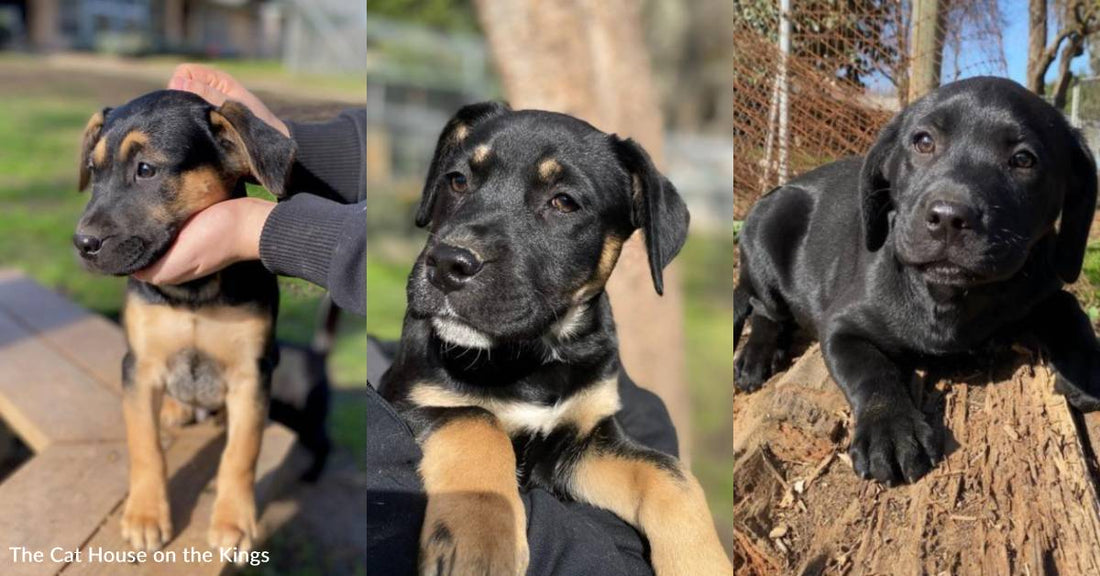 Shelter That Mostly Cares for Cats Gets a Surprise When Eight Puppies Are Abandoned There