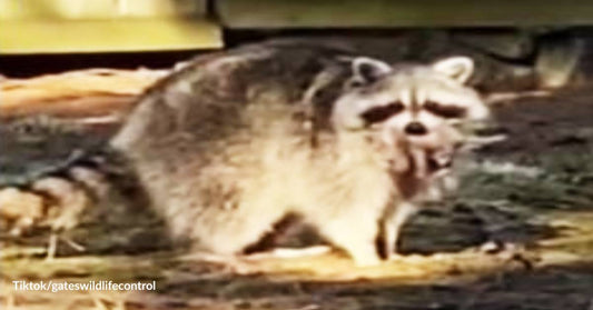 Momma Raccoon Appears to Thank Rescuers for Sweet Reunion with Her Three Furry Babies