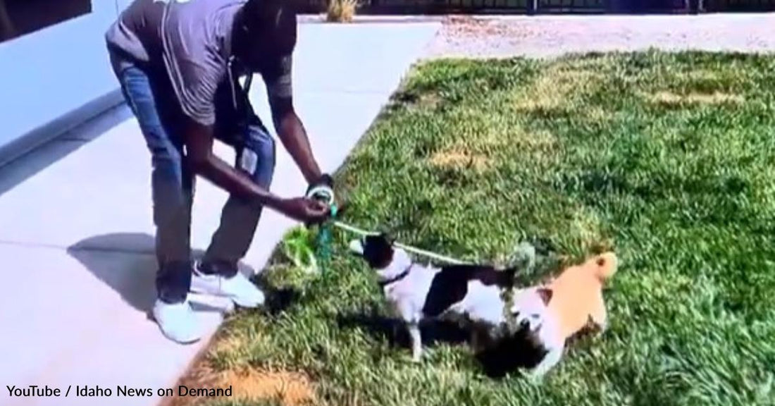 Residents from a Reentry Center Are Helping Humane Society Dogs