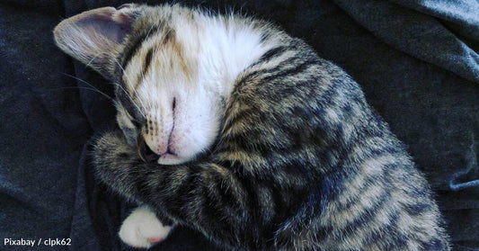 Kitten Meows Outside Apartment at 4 a.m., Immediately Runs to Bed When Tenant Opens the Door