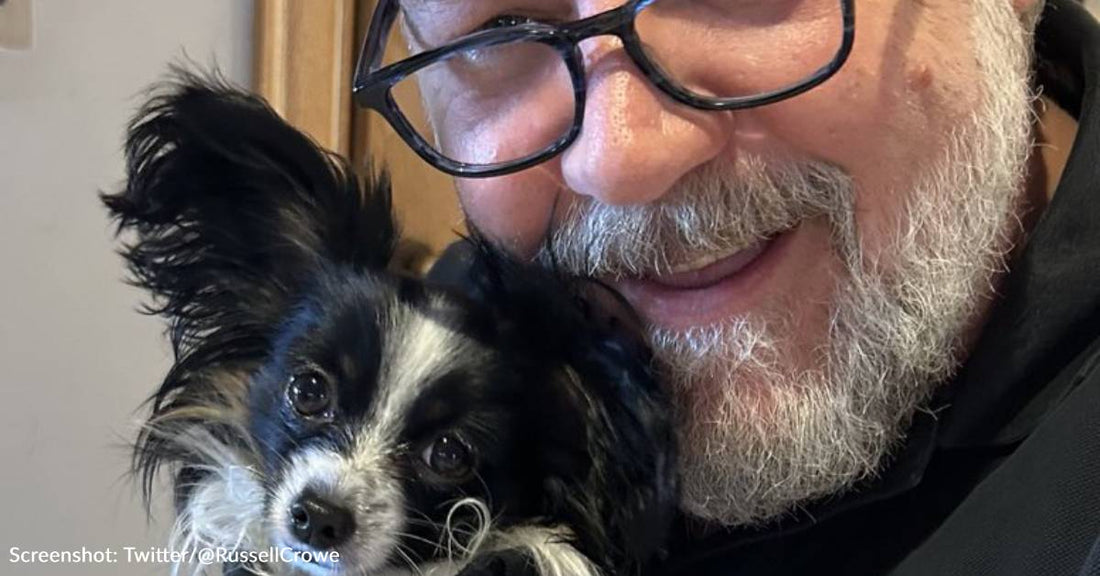 Russell Crowe's Puppy Louis Dies In His Arms After Being Hit By A Truck
