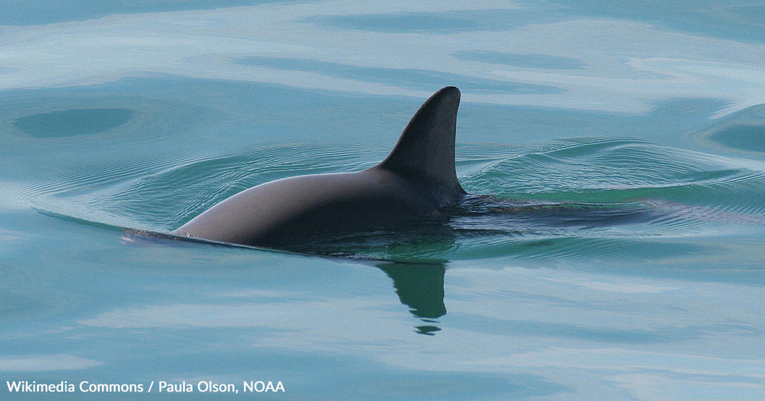 Scientific Survey Reveals Promising Conservation Efforts for the World's Most Endangered Marine Mammal