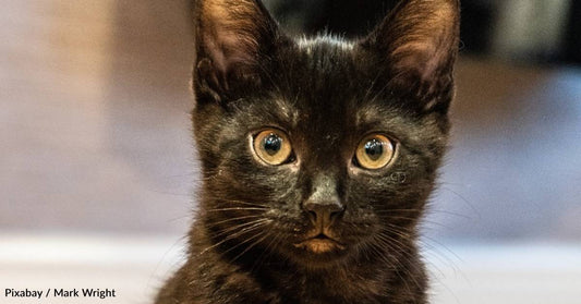 Delivery Driver Sees a Kitten in the Road and Takes Him On the Rest of His Route